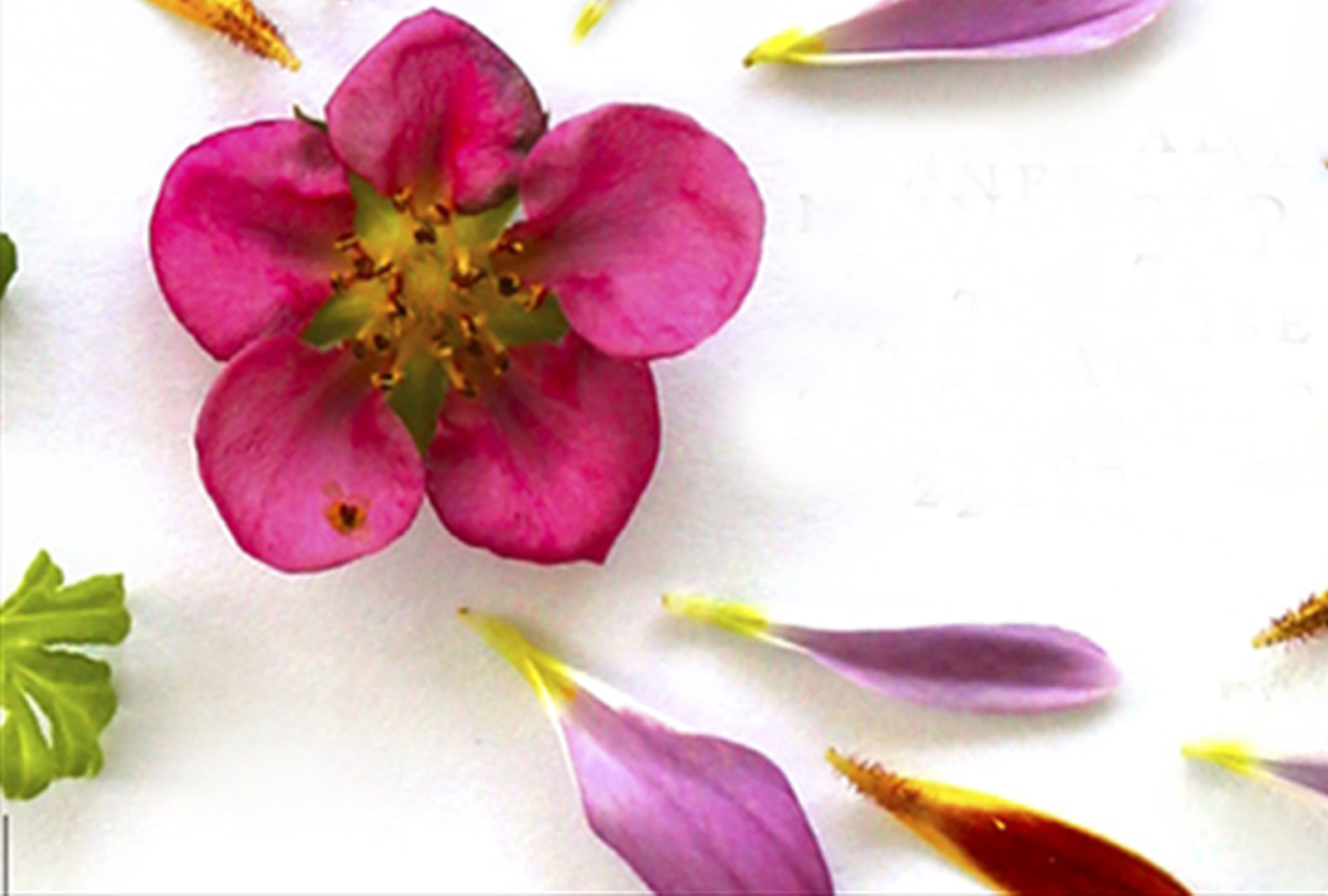 Jag hade så mycket – bokcirkelfrågor