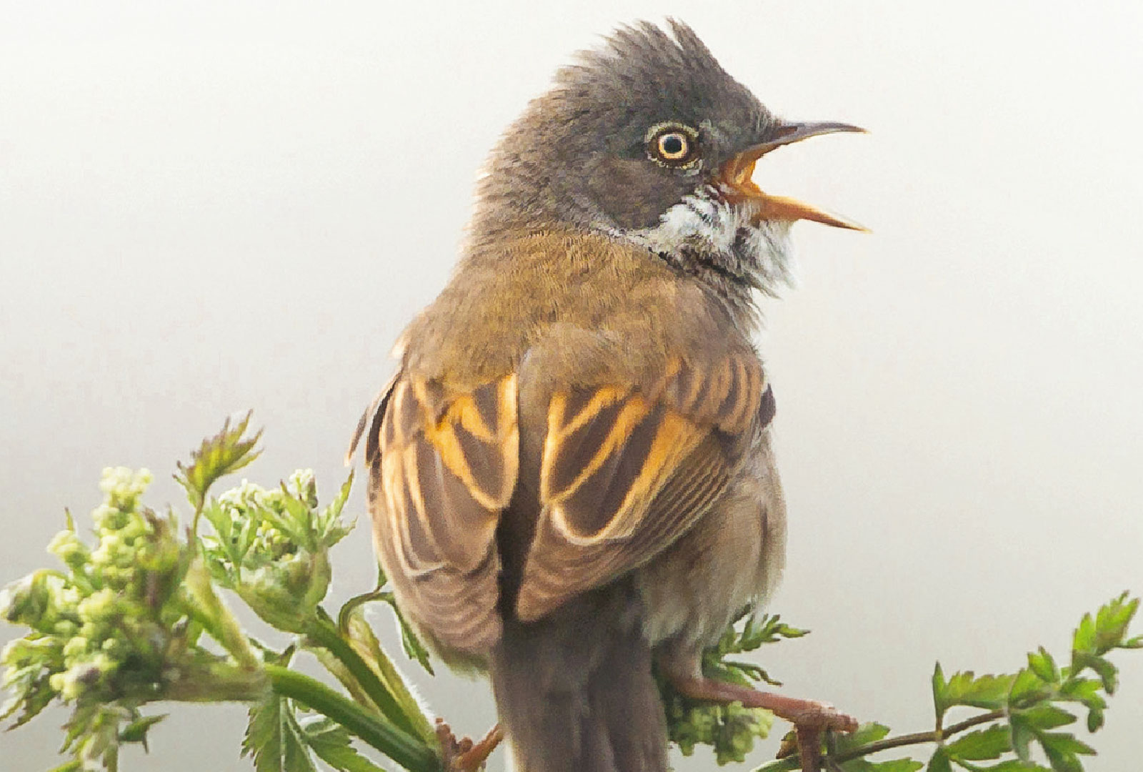 Fåglar i Sverige och Norden – fälthandbok för alla
