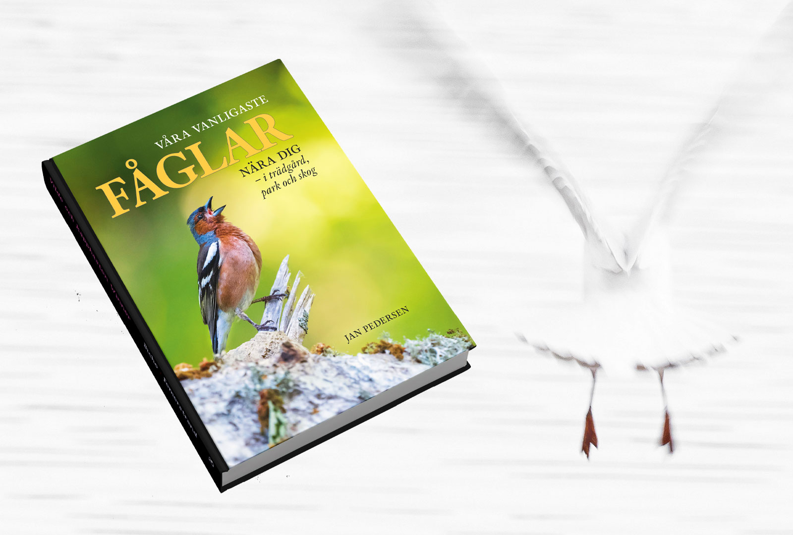 Taltrast eller rödvingetrast? Upptäck din inre fågelskådare