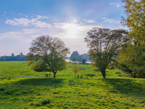 Richmond Park en solig dag © Shutterstock