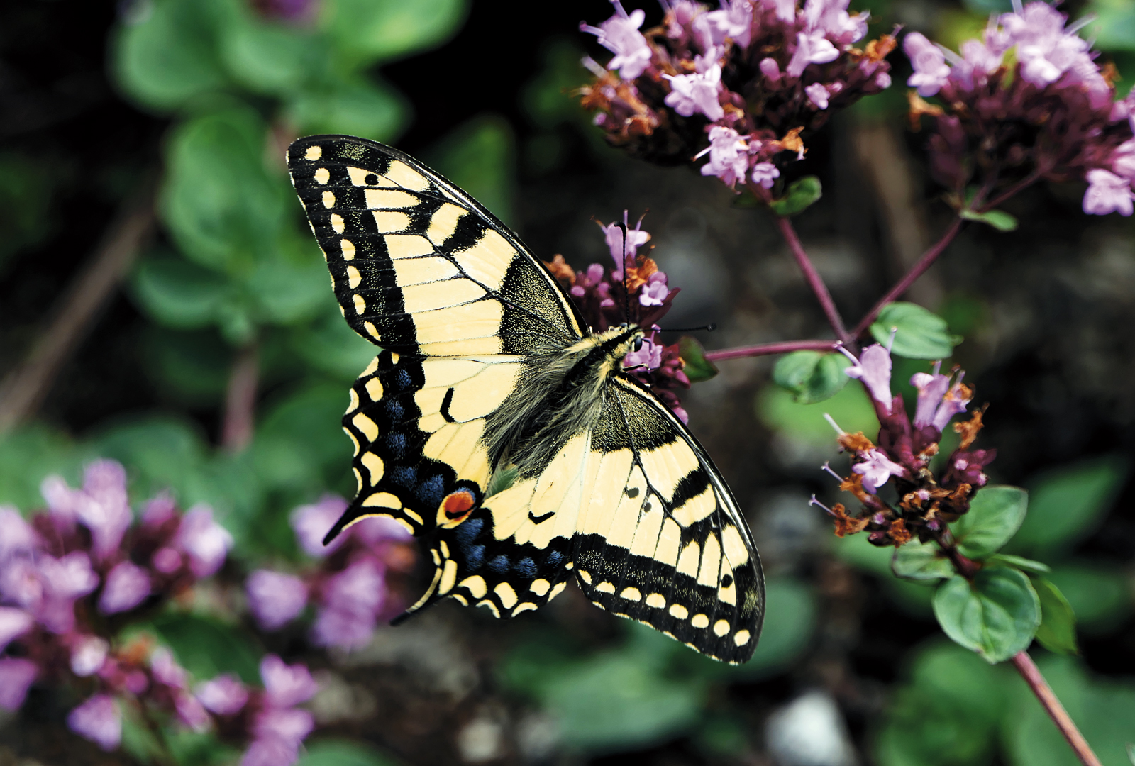 Med fjärilseffekten får du biologisk mångfald i din trädgård