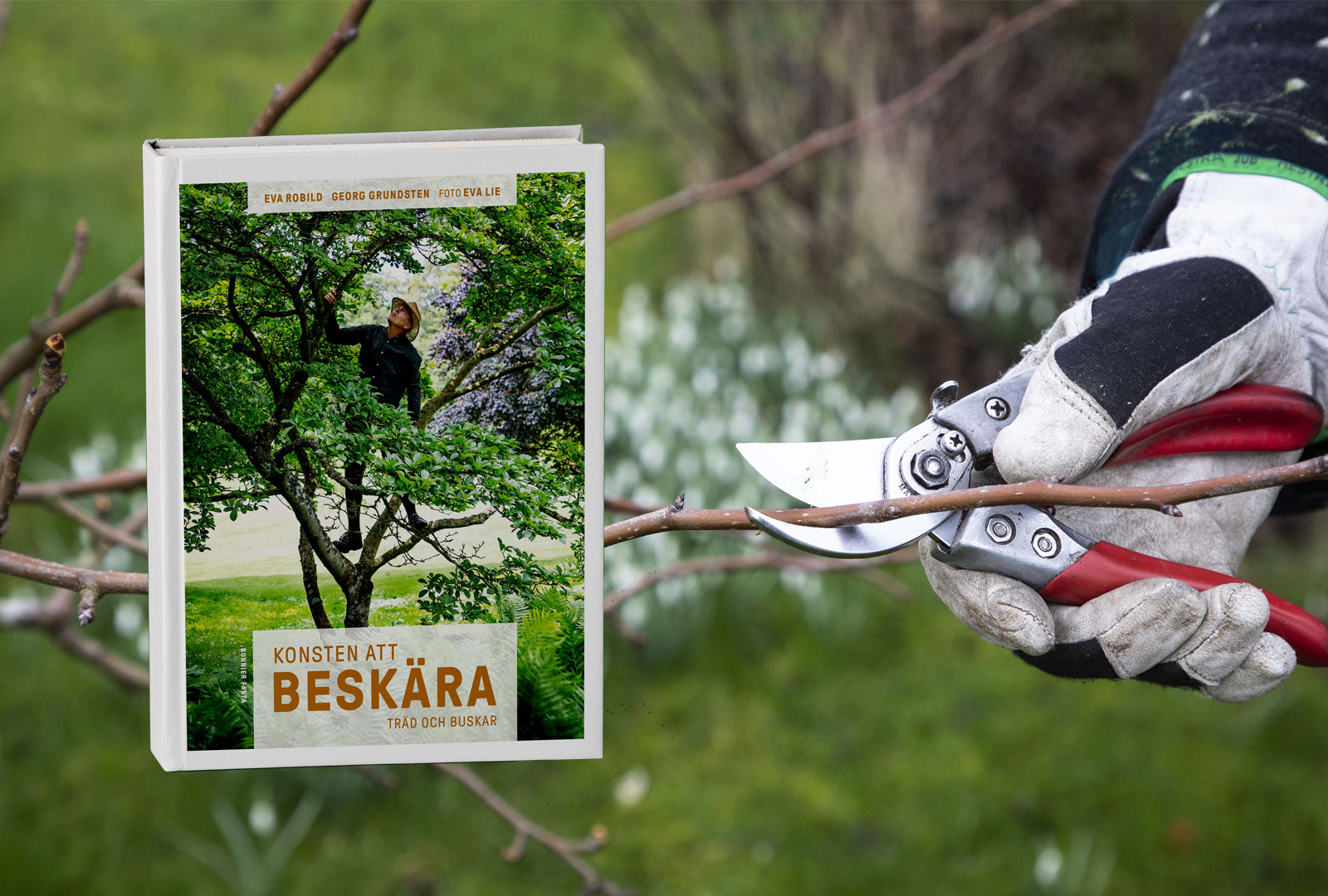 Våga beskära och få en vackrare trädgård