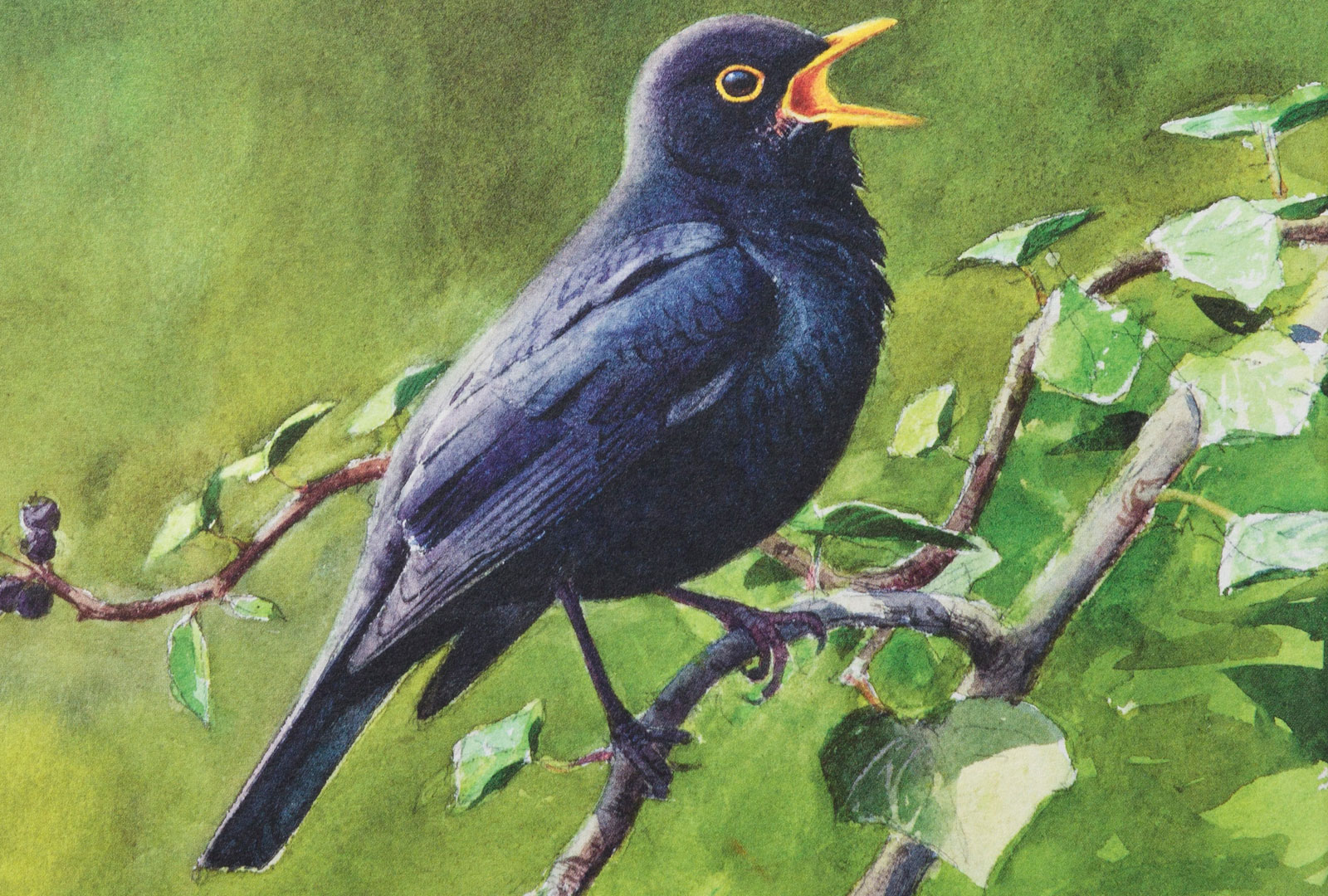 Fågelsång i ny skrud