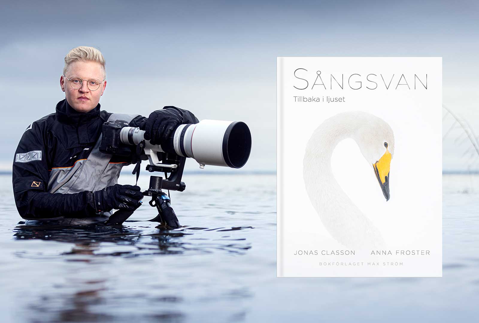 Sångsvanens spektakulära återkomst skildras i ny bok